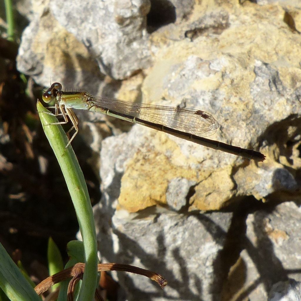 Ischnura genei, femmina